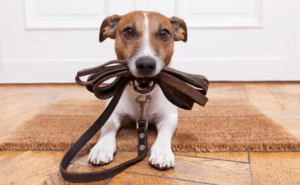 dog5