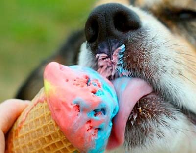 pasteleria-felina-y-canina
